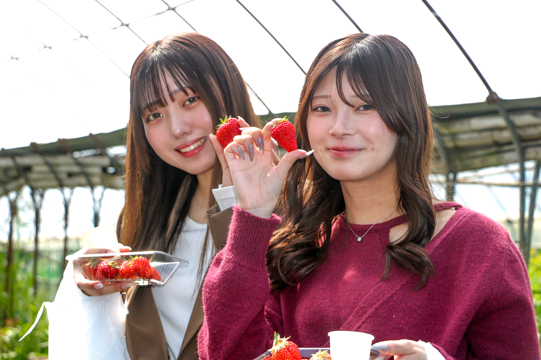 学生のいちご狩り