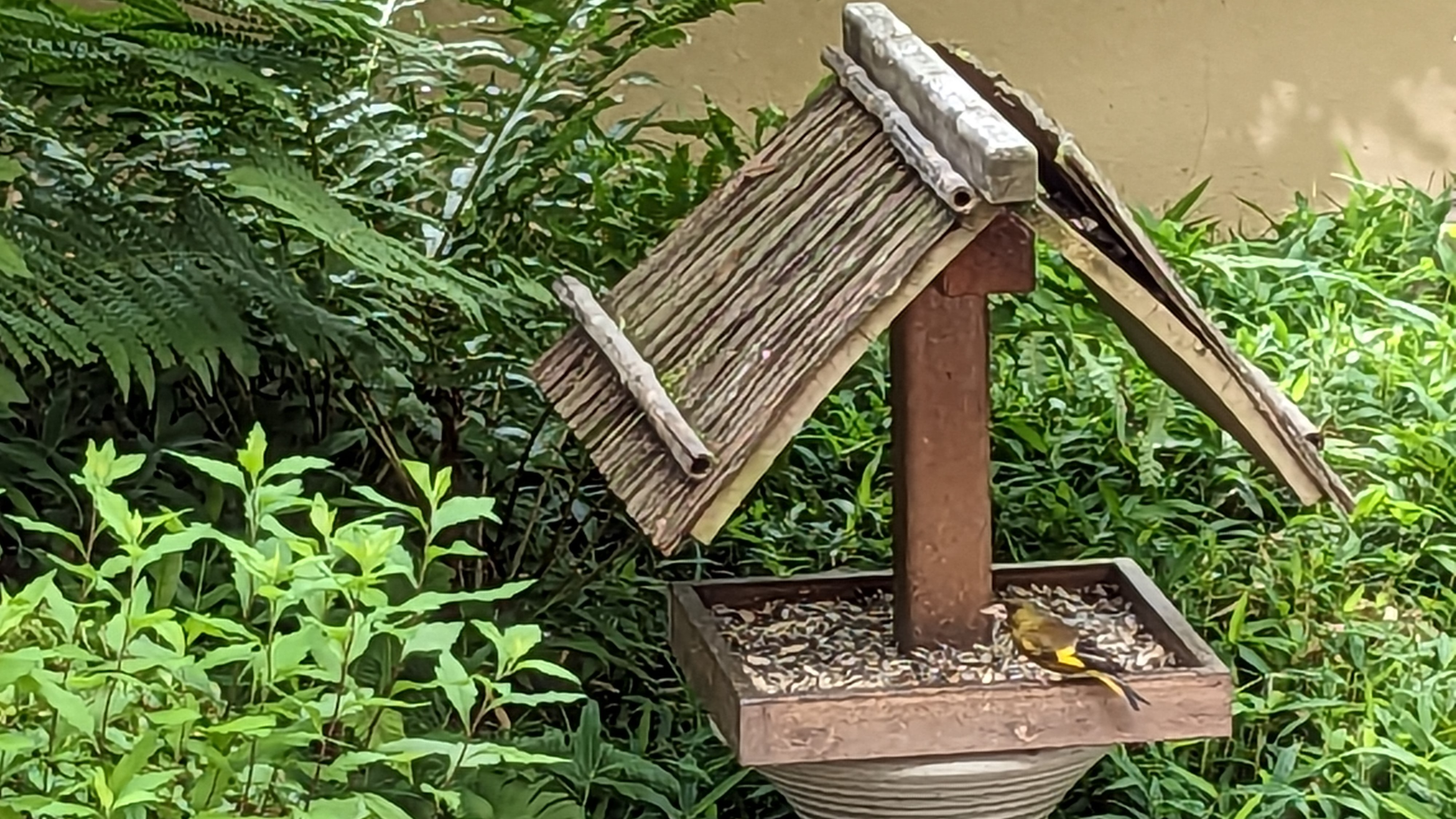 野鳥に餌付をしております　1階テラス