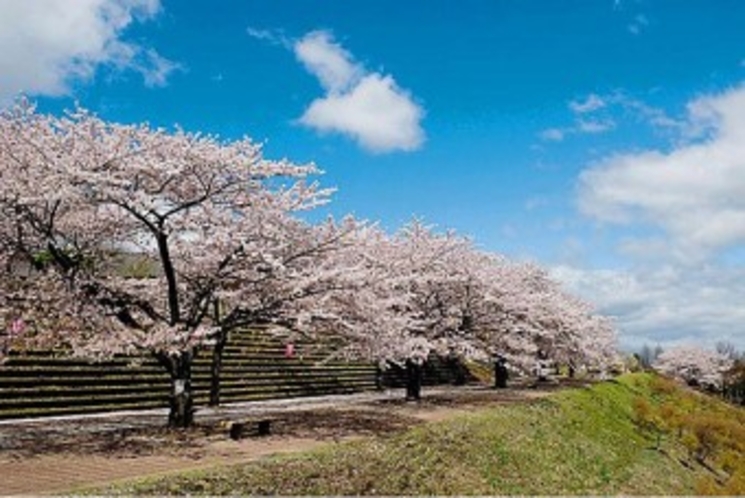 渋川総合公園　桜の時期