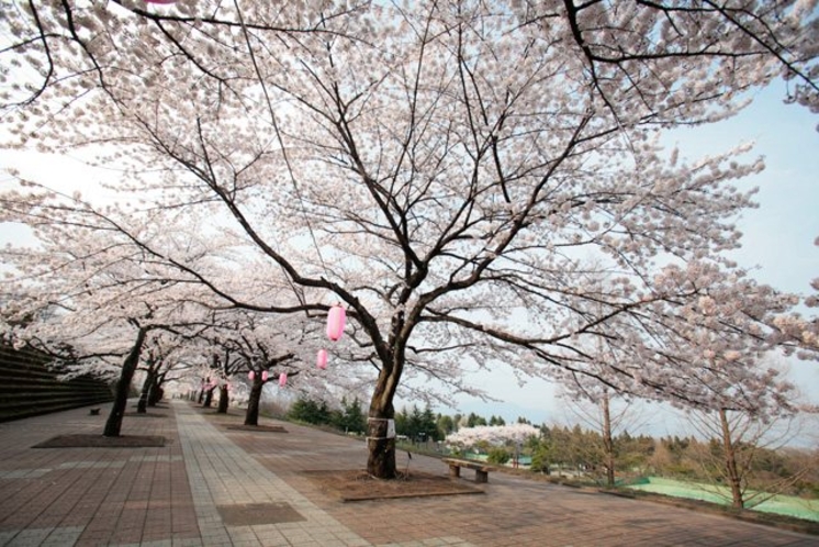 渋川総合公園　　桜の時期