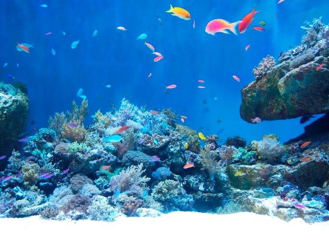 【仙台うみの杜水族館】水槽