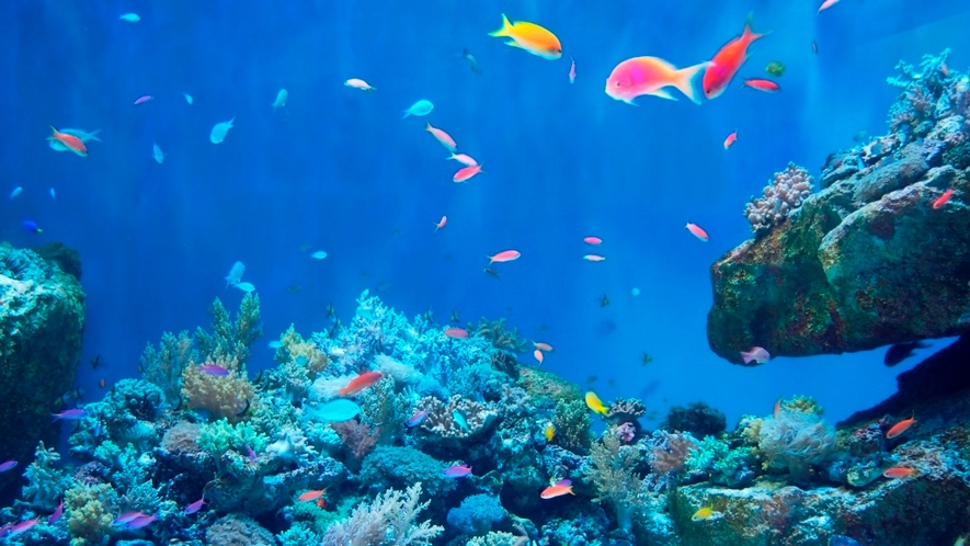 【仙台うみの杜水族館】