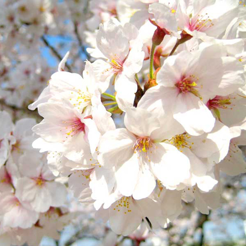 *春といえばお花見！満開の桜を見に行きましょう
