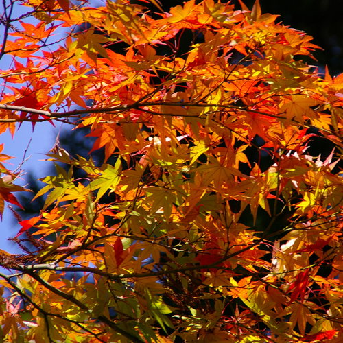 *【紅葉】