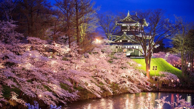 【貸切直行バスで行く】高田城址公園夜桜鑑賞ツアー