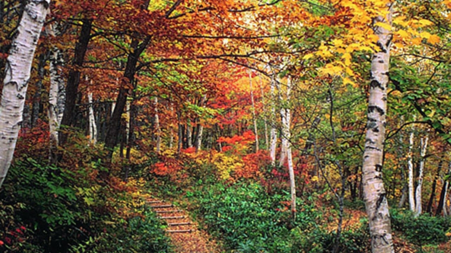 【秋】遊歩道の紅葉　１０月中旬・・・敷地内にある遊歩道の紅葉です。