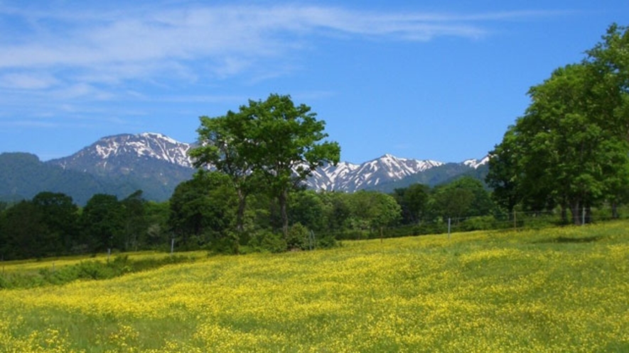 【夏】笹ヶ峰キンポウゲ。笹ヶ峰牧場キンポウゲは6月中旬が見頃