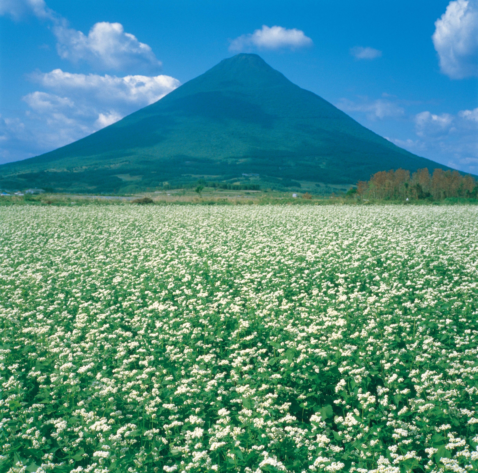 開聞岳とソバ畑