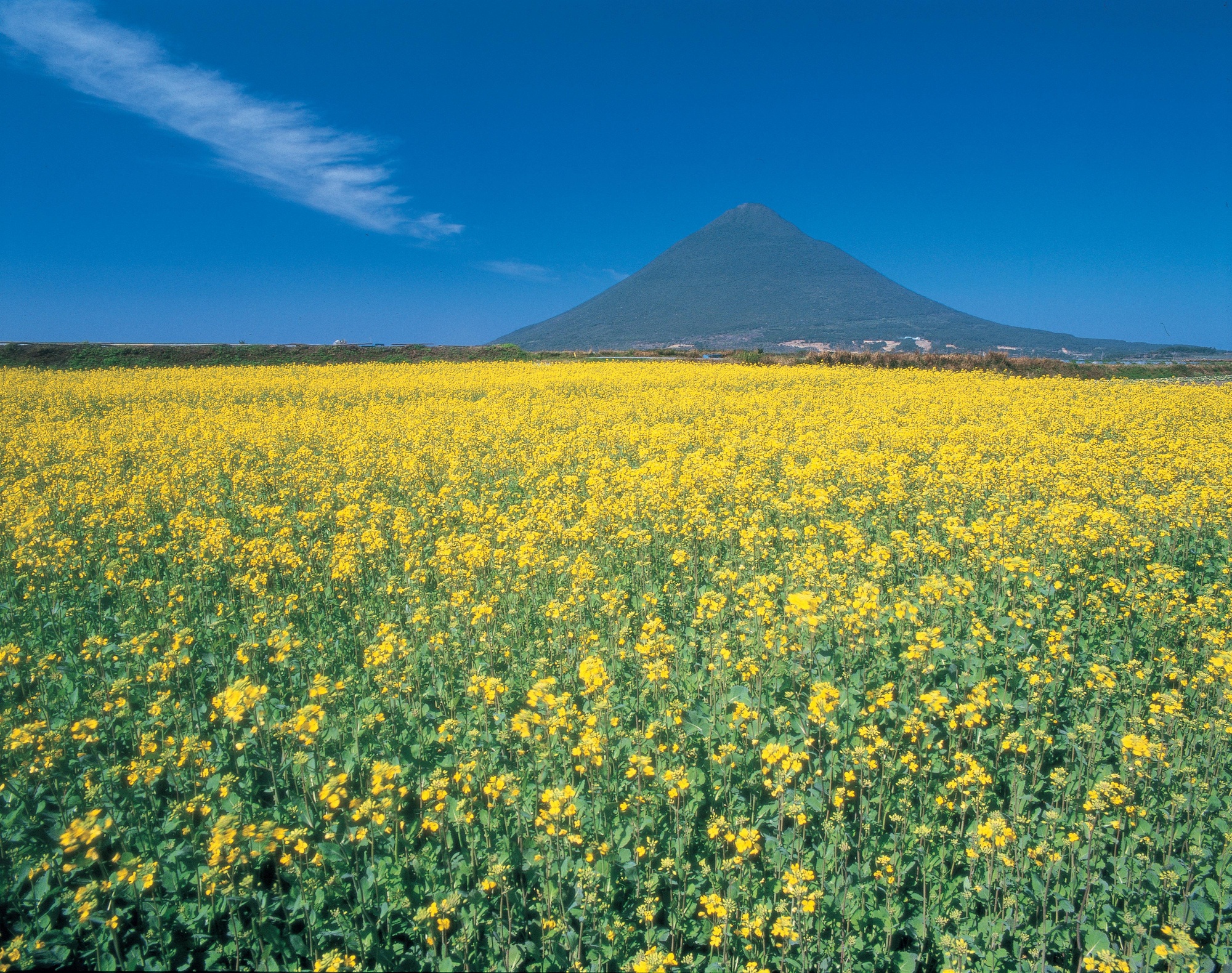 菜の花と開聞岳
