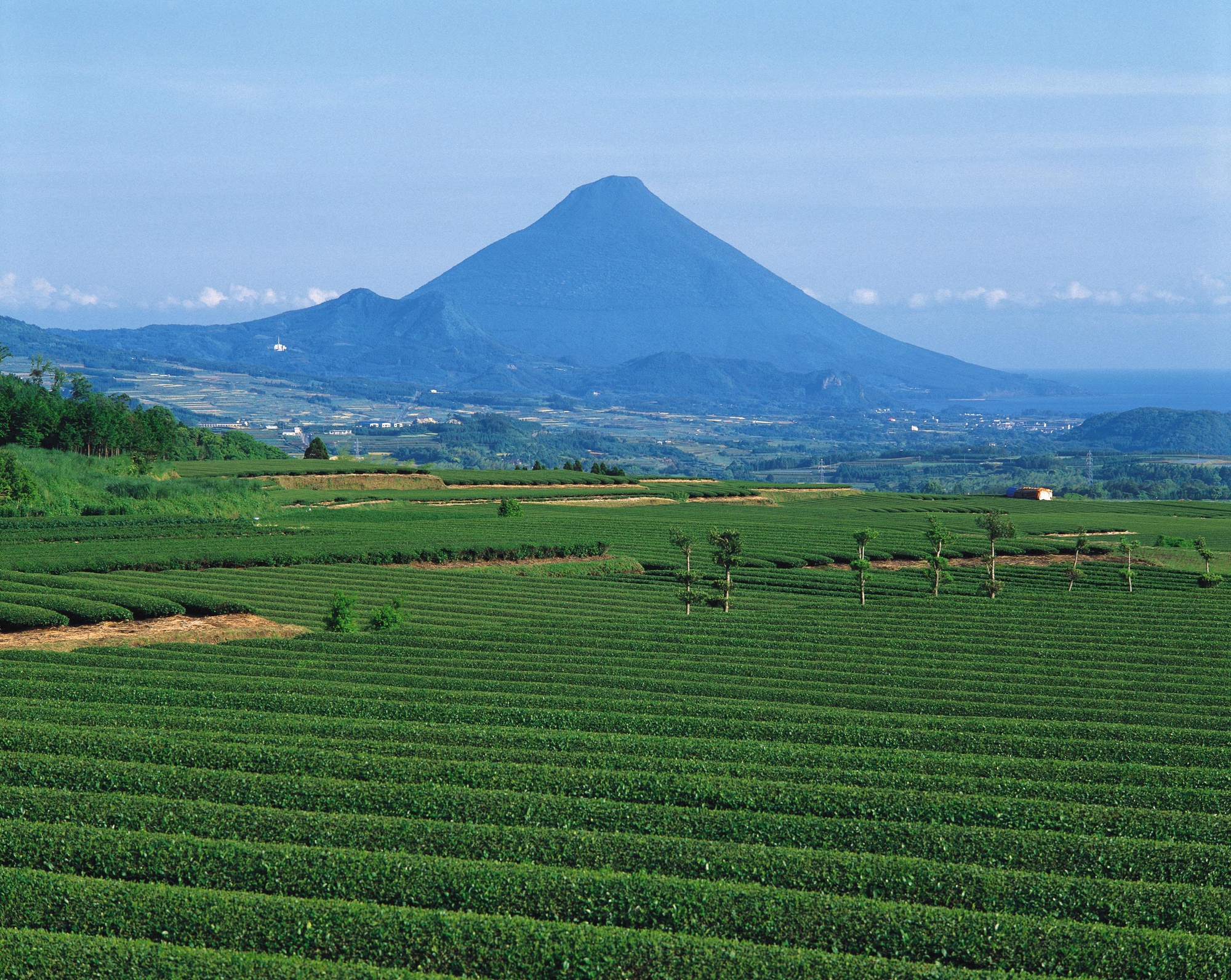 茶畑と開聞岳