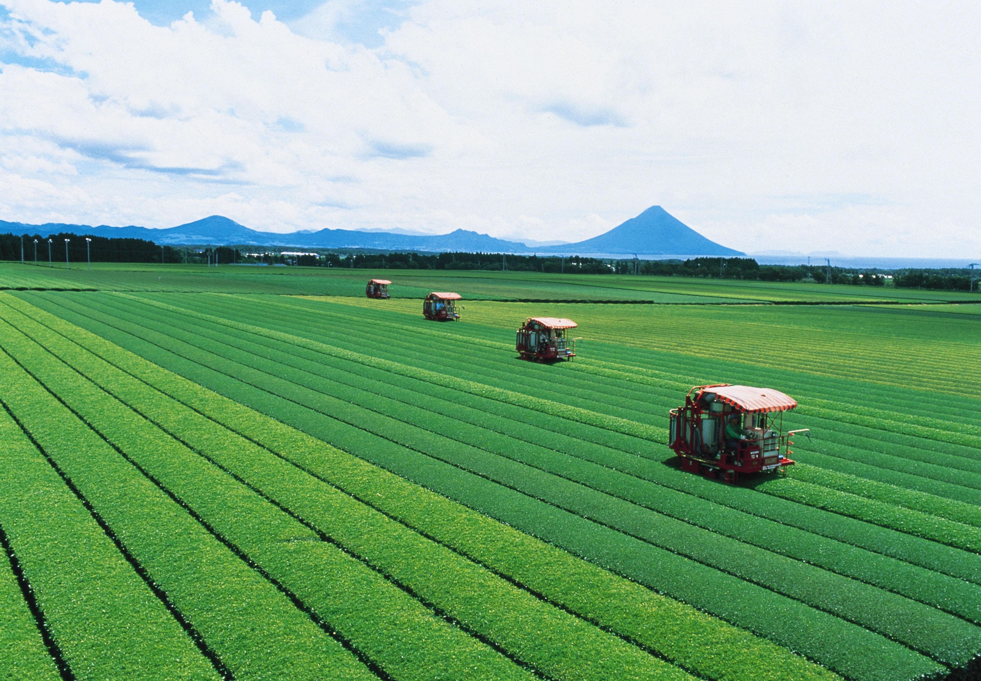 菊永地区知覧茶生産団地