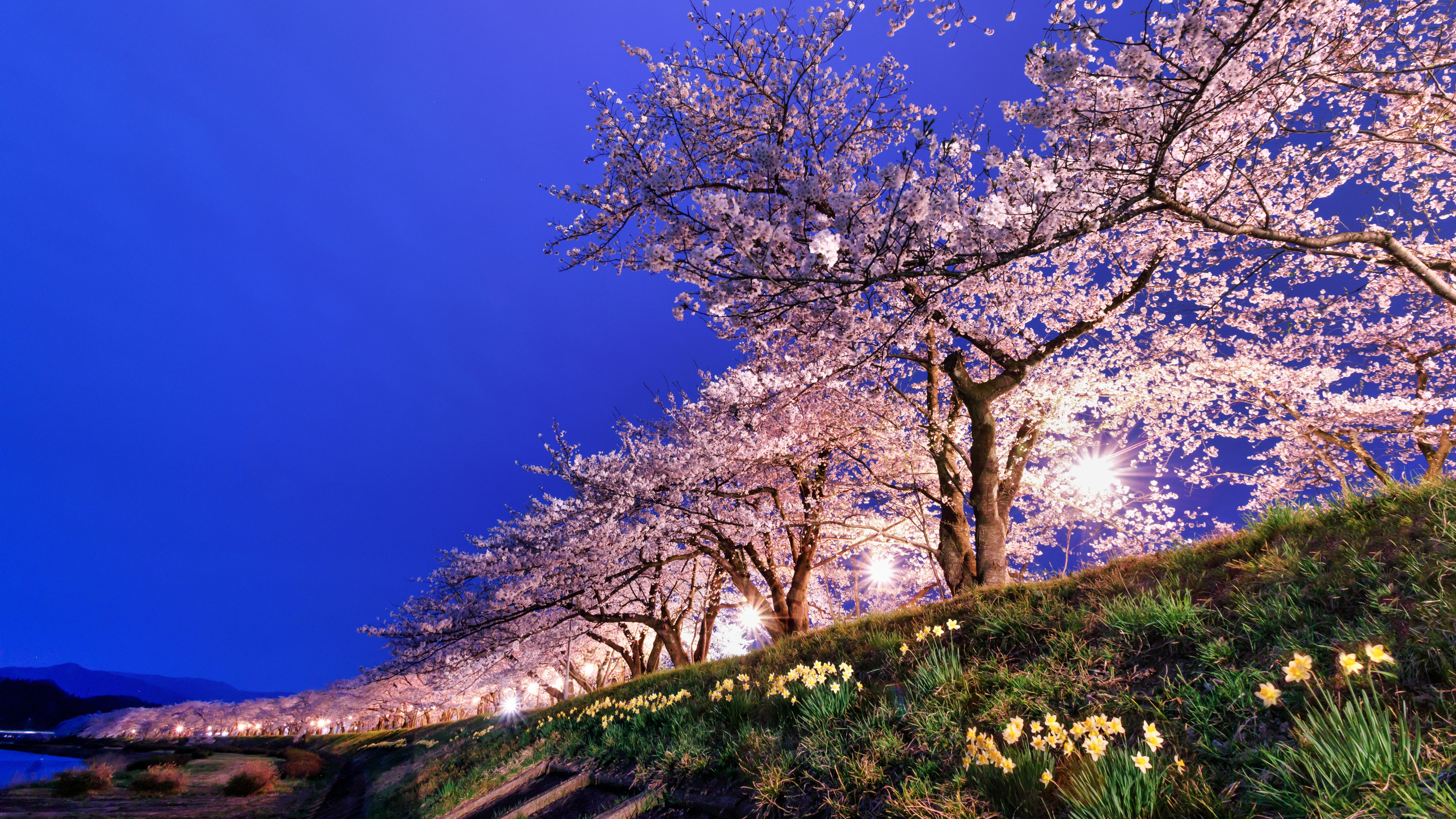 角館桧木内川堤の桜並木は約400本のソメイヨシノが約2㎞に渡って続きます。