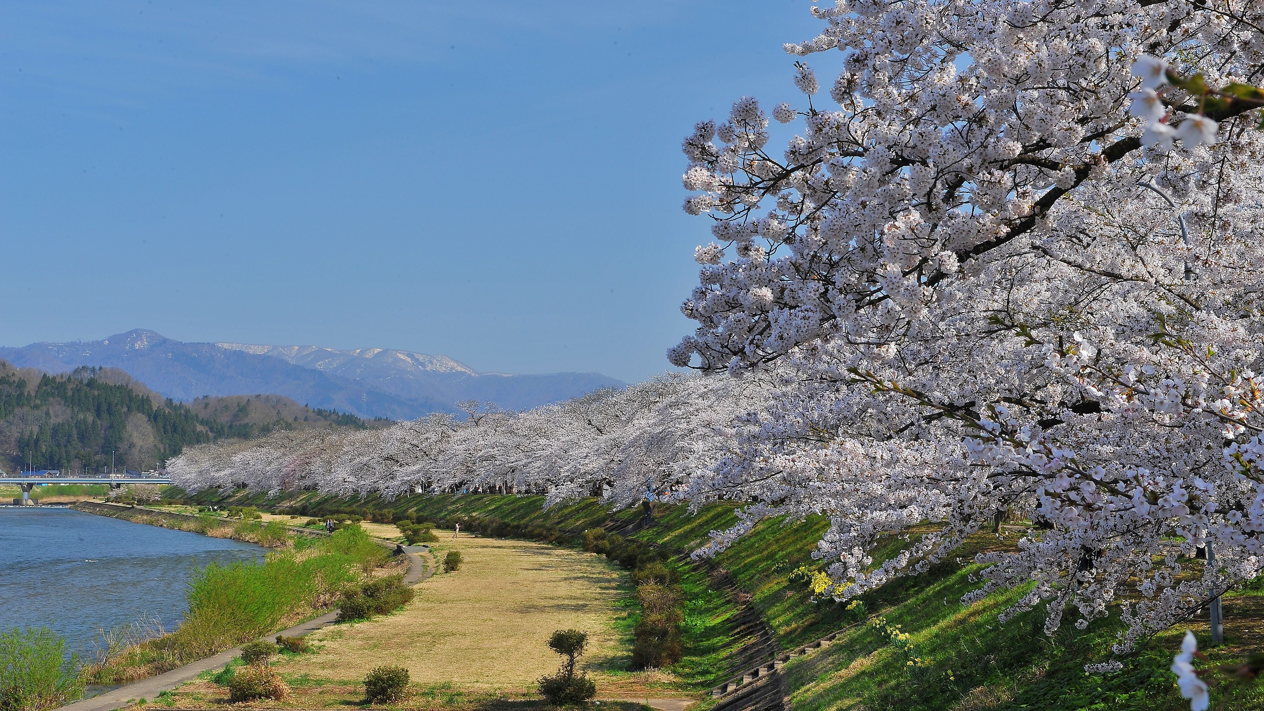 角館桧木内川堤の桜並木は約400本のソメイヨシノが約2㎞に渡って続きます。