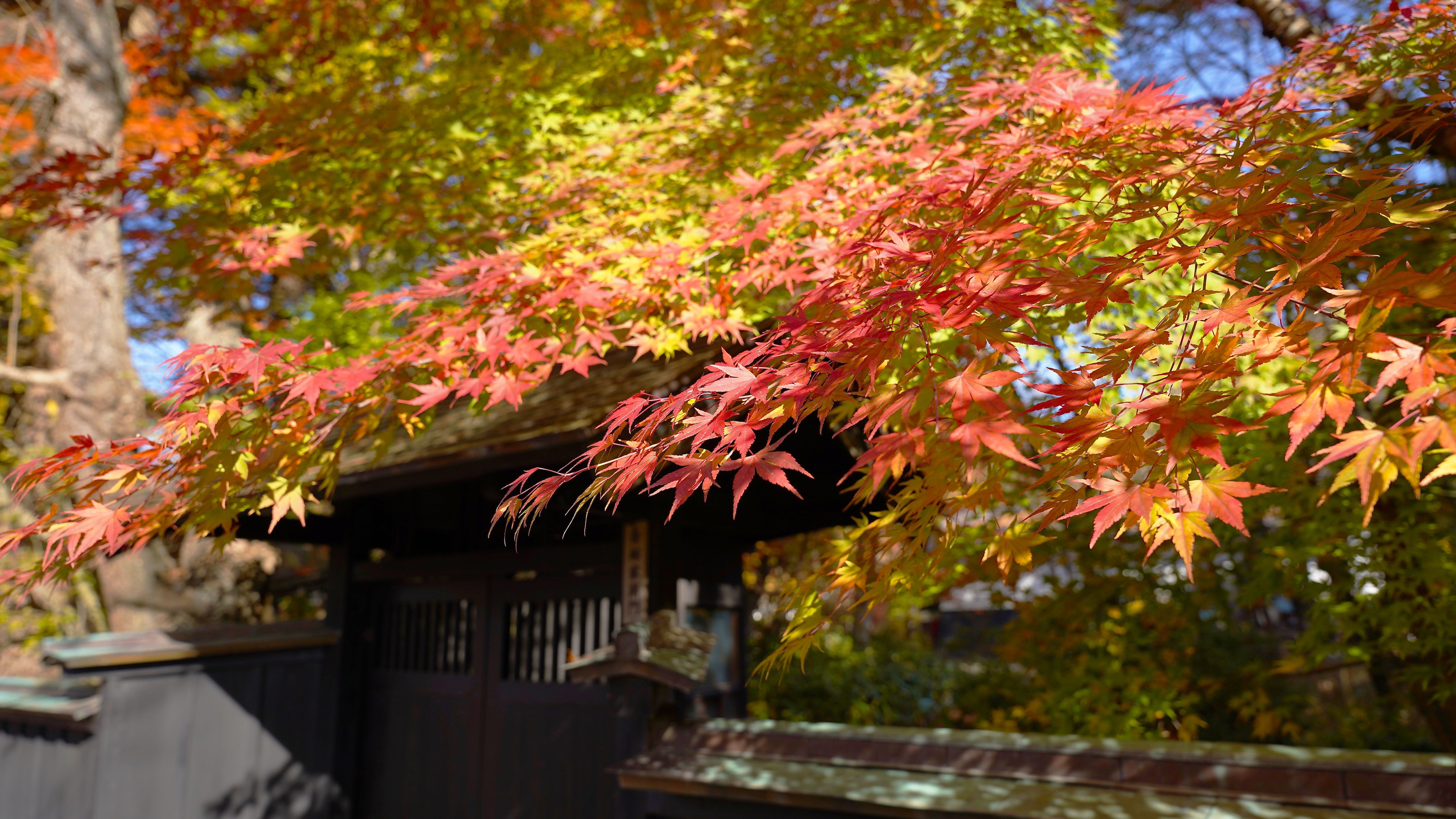 重要伝統的建築物群保存地区の角館武家屋敷。秋は紅葉をお楽しみいただけます。