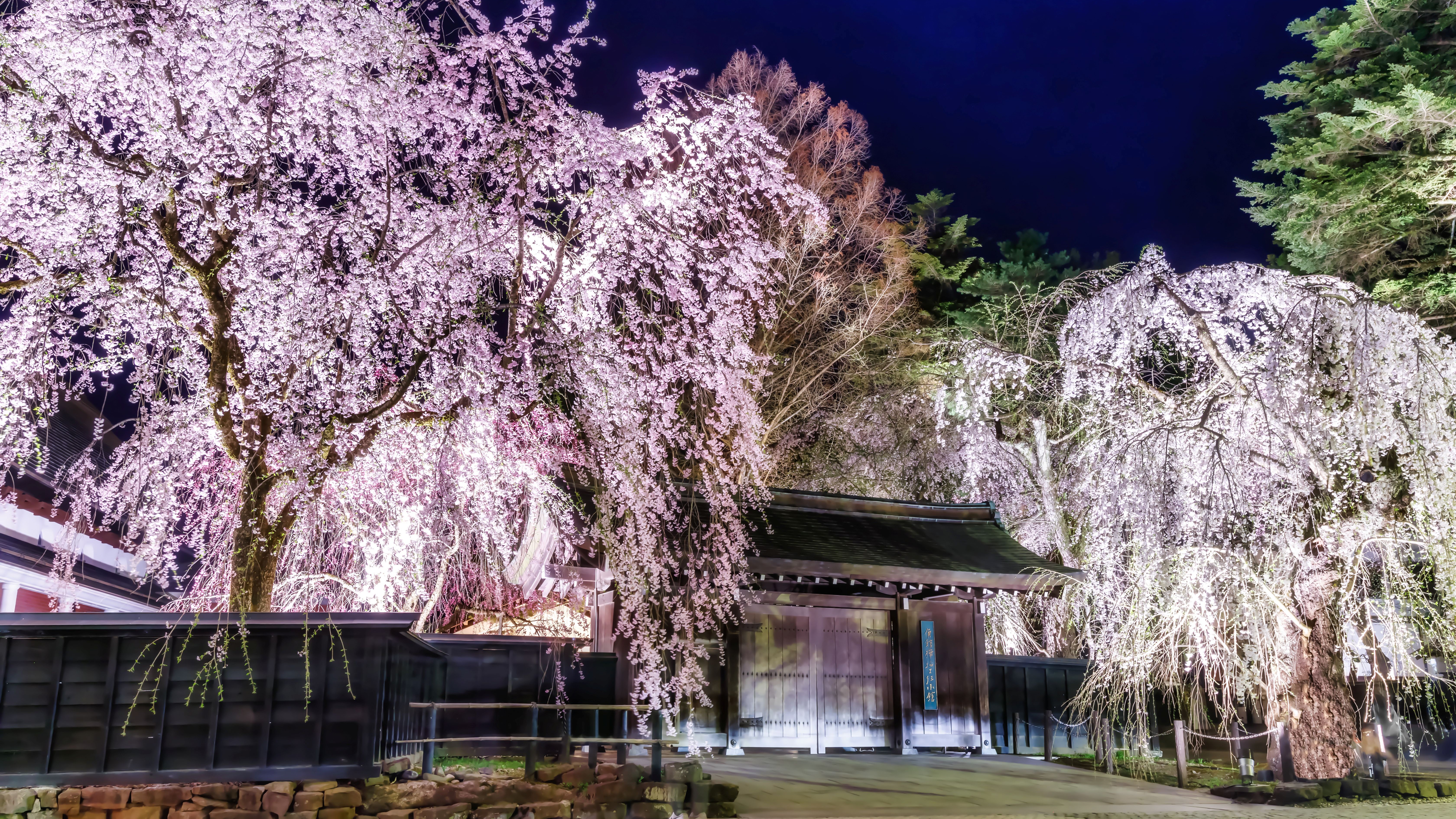 要伝統的建築物群保存地区の角館武家屋敷。約400本のしだれ桜と江戸末期の街並みをお楽しみください。