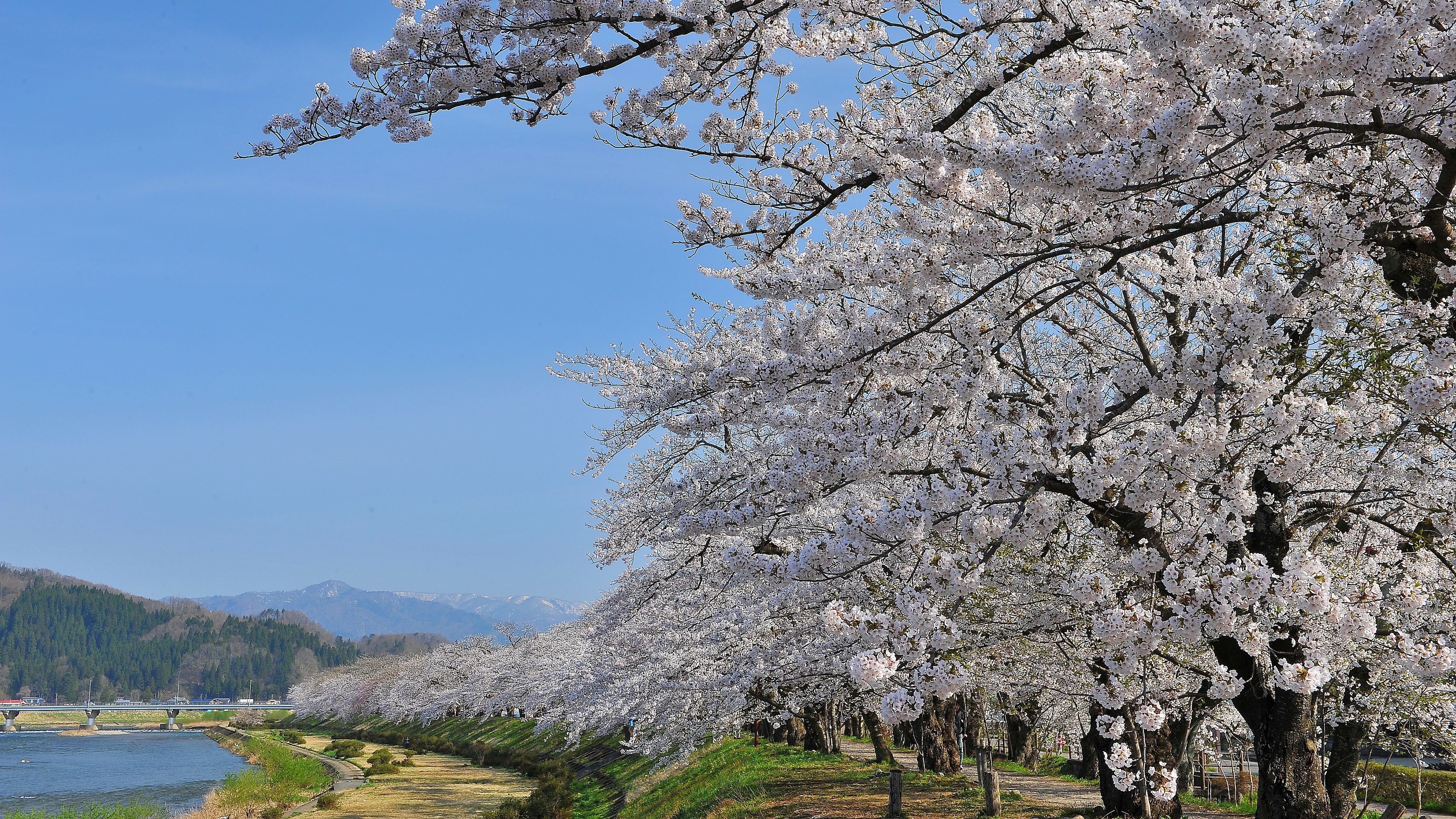 角館桧木内川堤の桜並木は約400本のソメイヨシノが約2㎞に渡って続きます。
