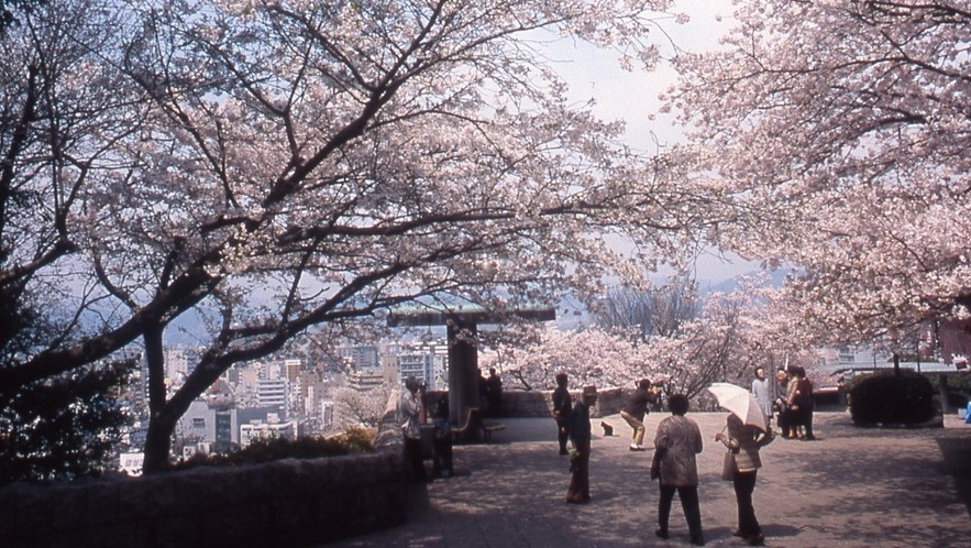  広島比治山公園の桜