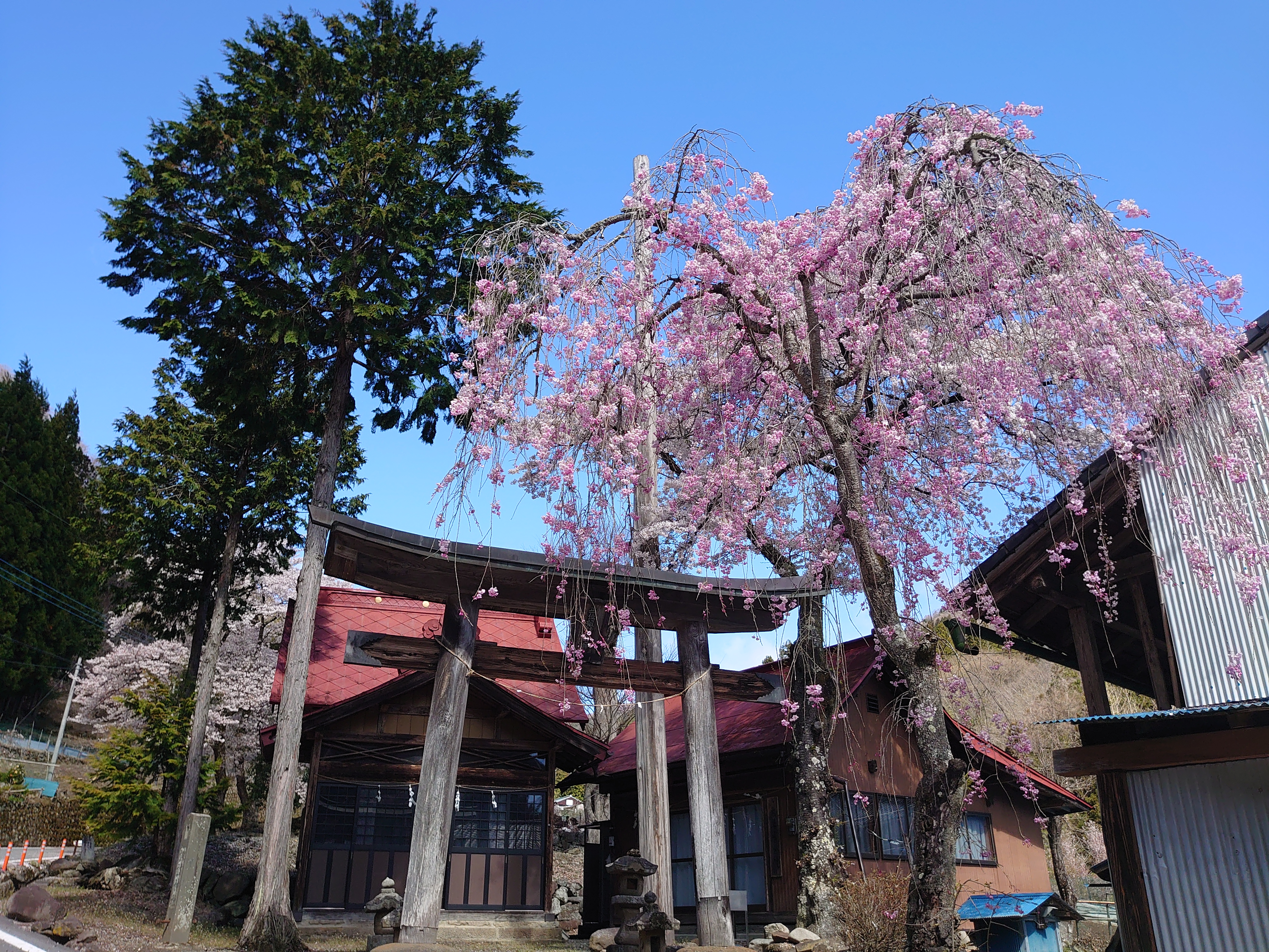 星尾の桜　4月上旬～中旬が見ごろ