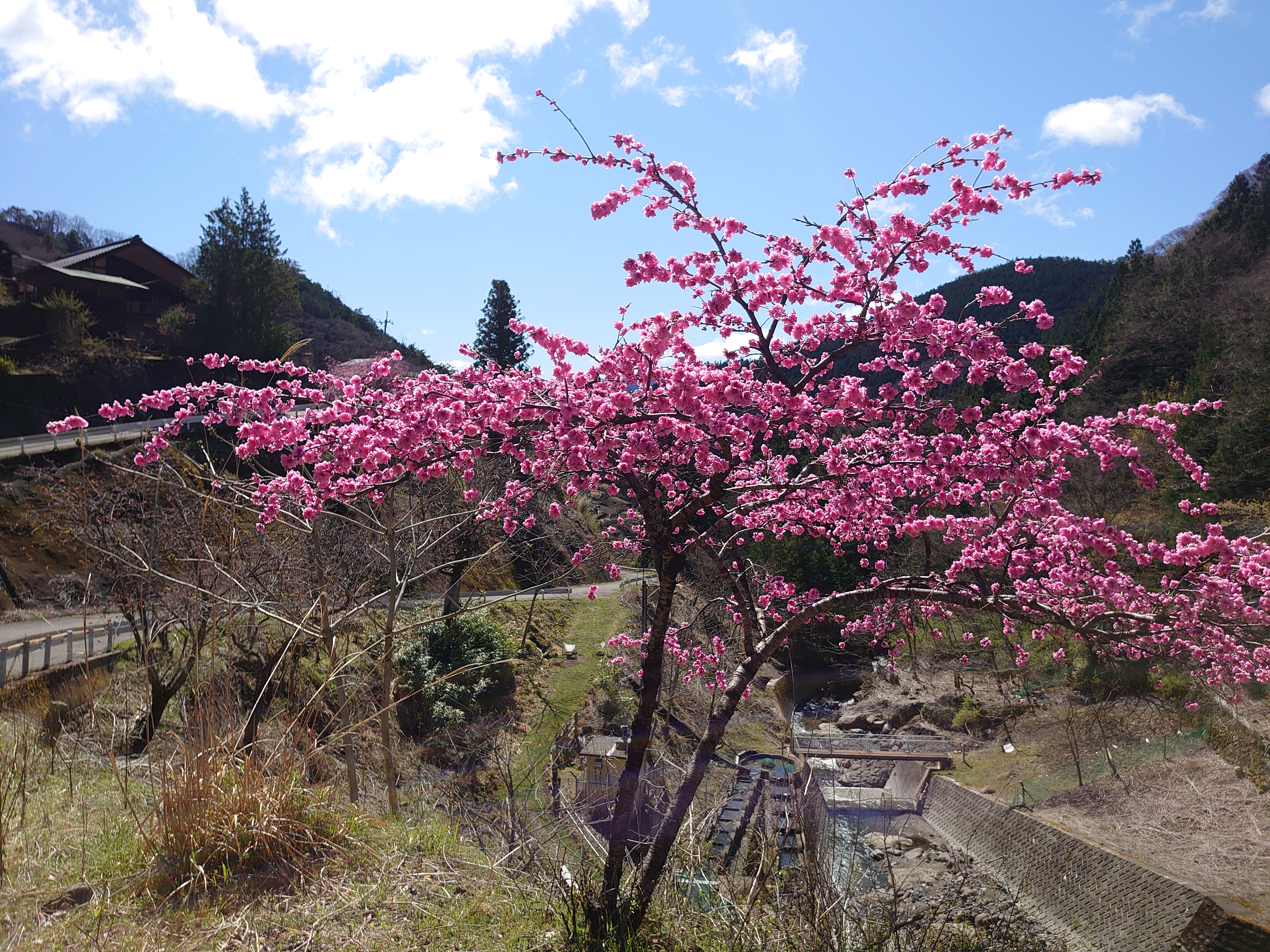星尾の桜　4月上旬～中旬が見ごろ