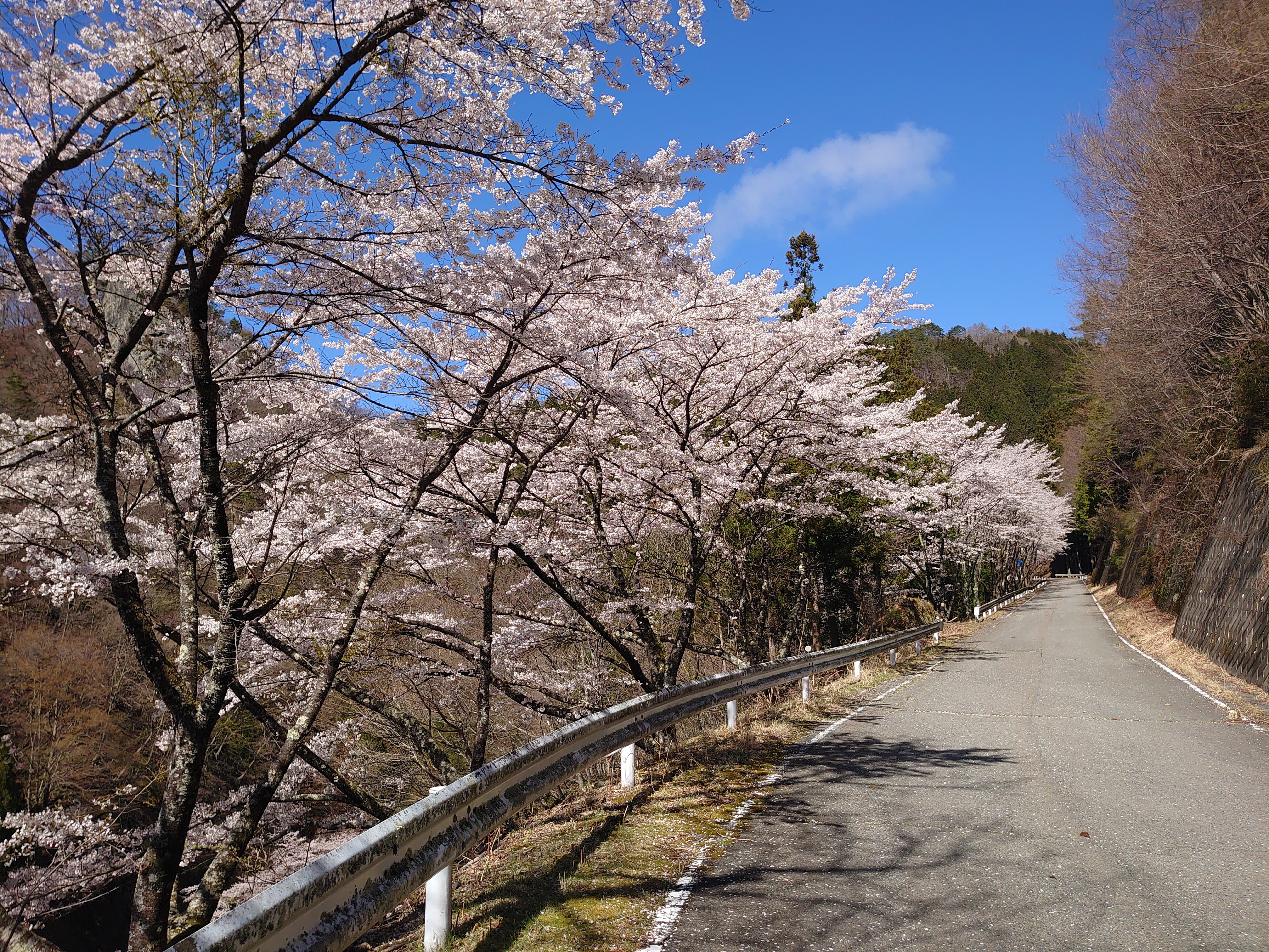 星尾の桜　4月上旬～中旬が見ごろ
