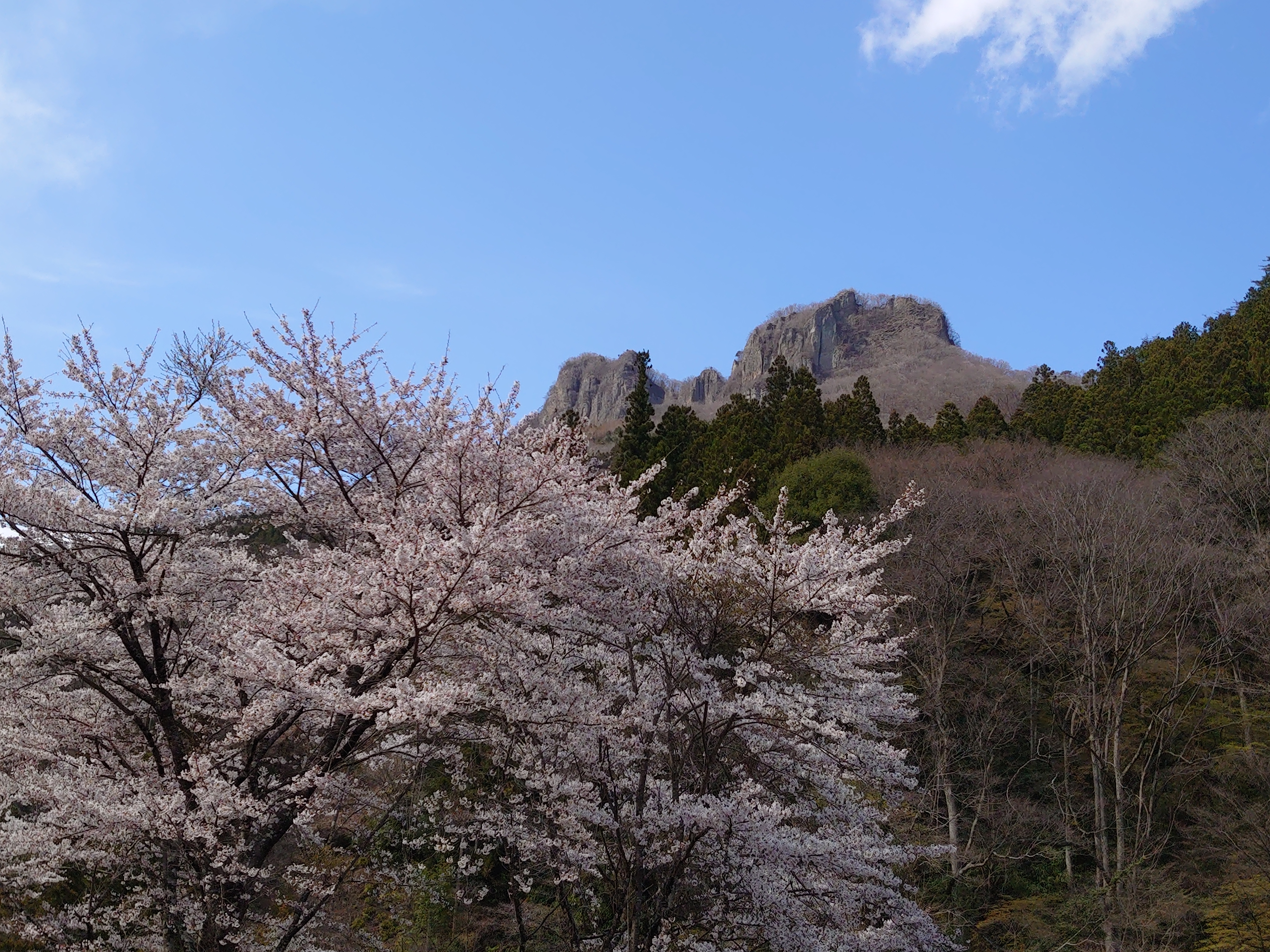 星尾の桜　4月上旬～中旬が見ごろ