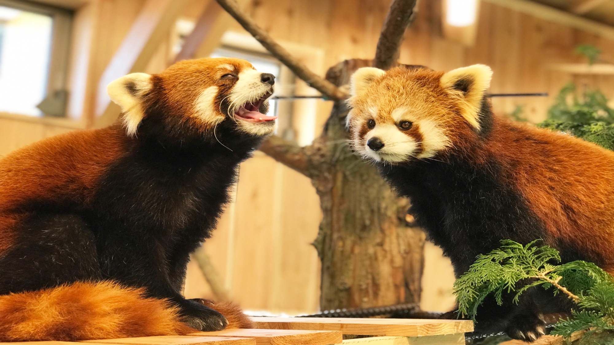 伊豆シャボテン動物公園に「レッサーパンダ」がやって来た！！