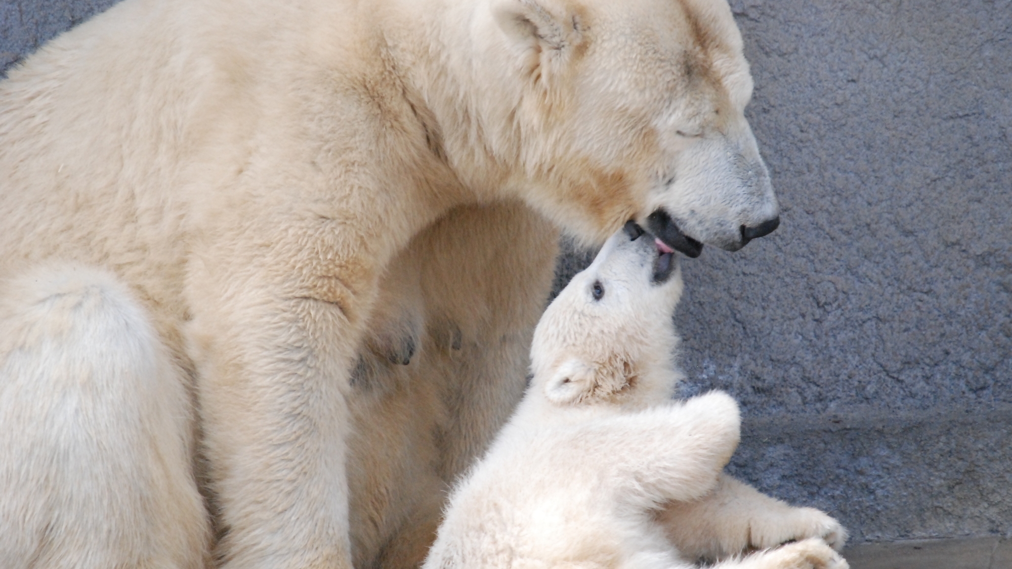 【当館から地下鉄約35分】ホッキョクグマをはじめ、多くの動物と出会える「円山動物園」