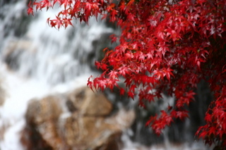 黒尊渓谷の紅葉
