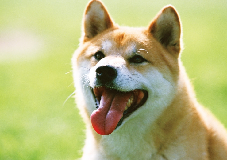 ペットと素敵な旅を・・・冬の味覚を満喫！産地厳選☆かに、カニ、蟹の食べ放題90分☆宿泊はコテージで♪