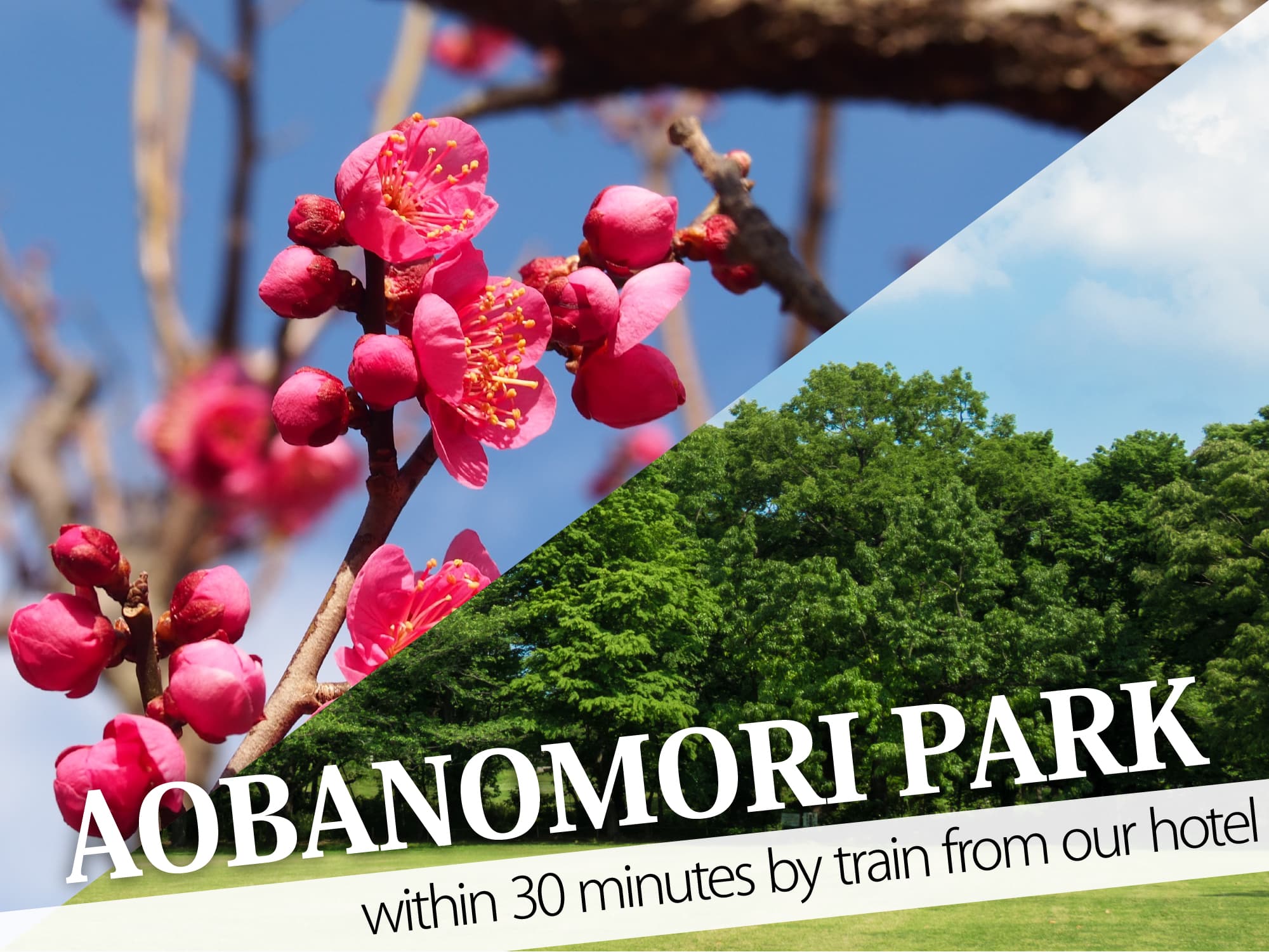 Aobanomori Park（青葉の森公園）