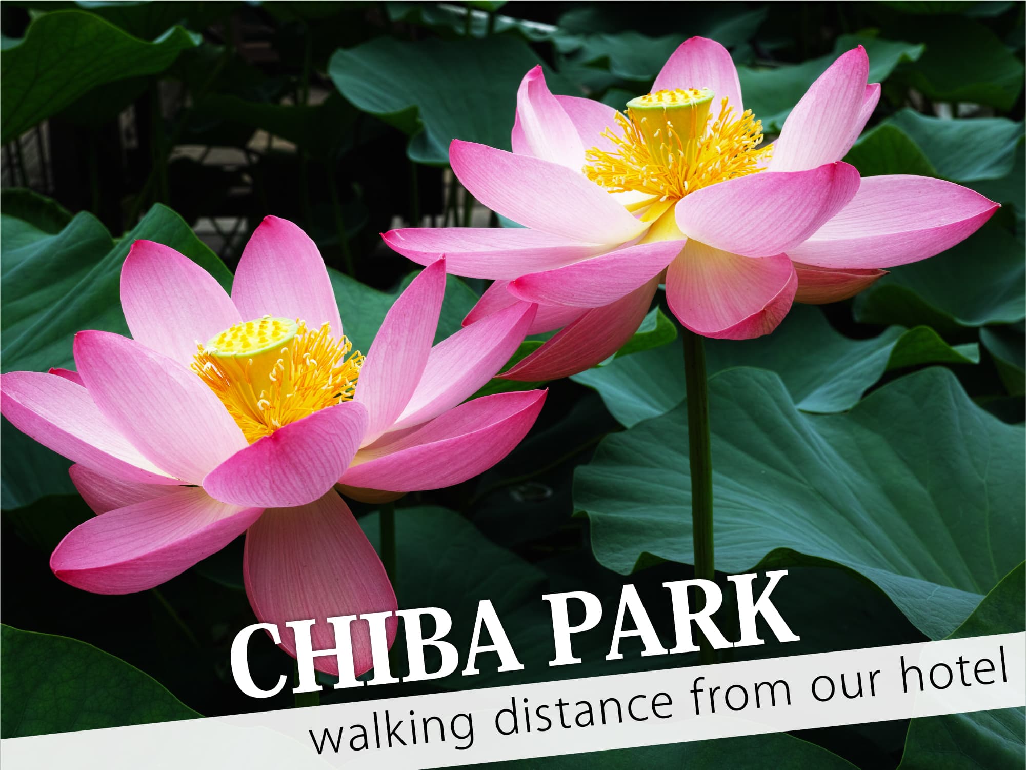 Chiba Park（千葉公園）