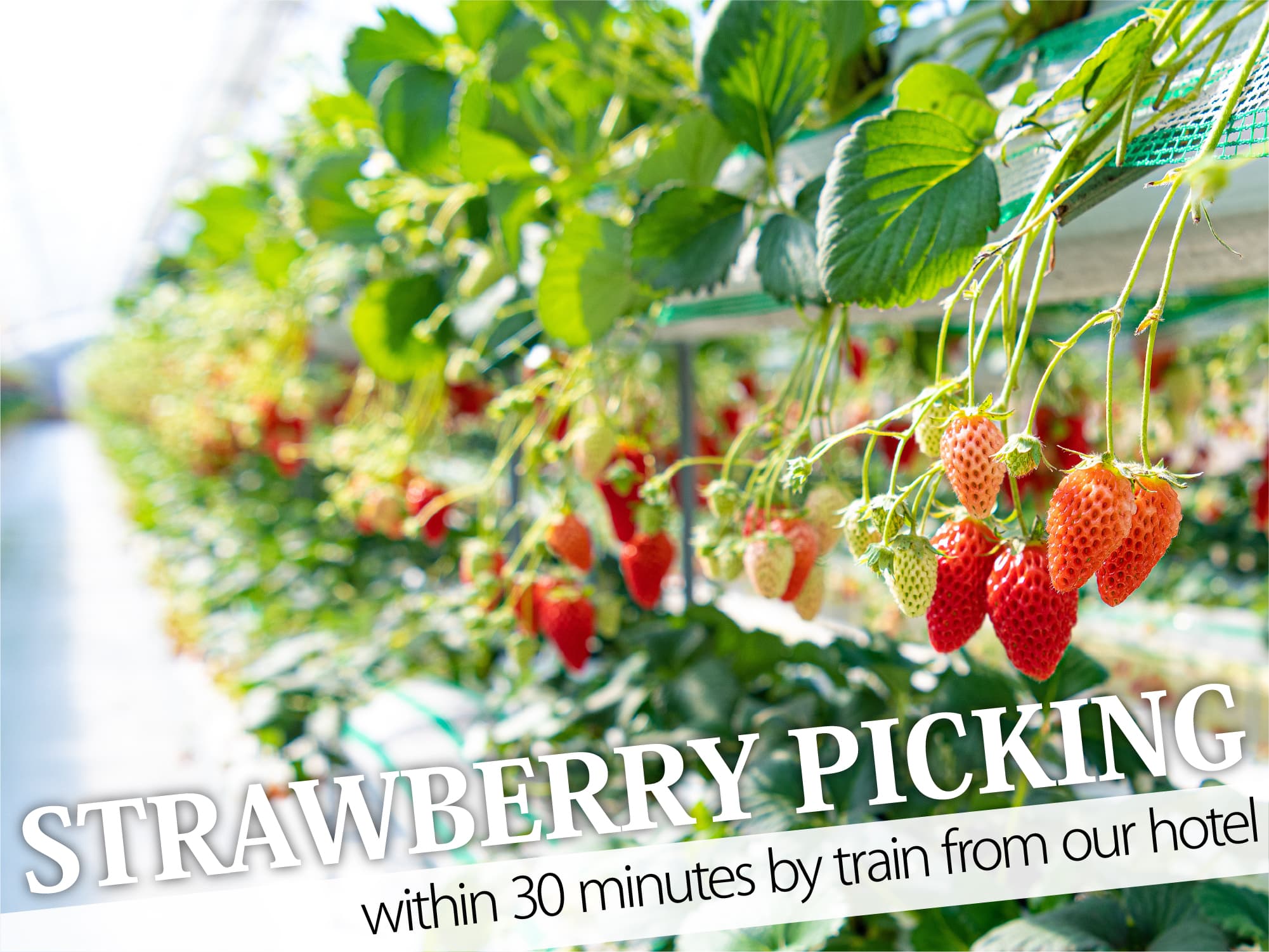 Strawberry Picking（いちご狩り）