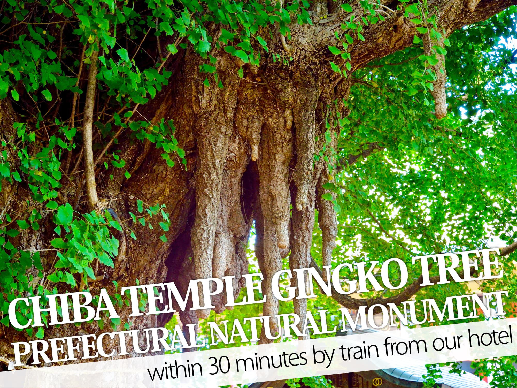 Chiba Temple Ginkgo tree（千葉寺ノ公孫樹）