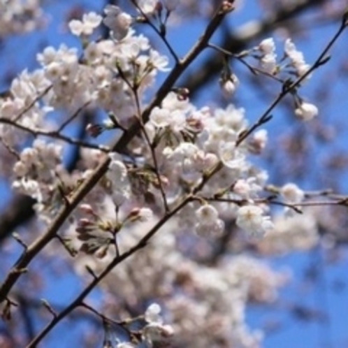 一目千本桜や城下町白石の桜も素敵です