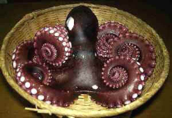 ふるさと作ります、懐かしく、思い出して帰ってみたくなるふるさと作ります知多クルサーモンも追加できます