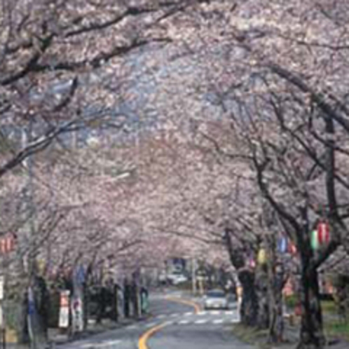 伊豆高原の桜並木