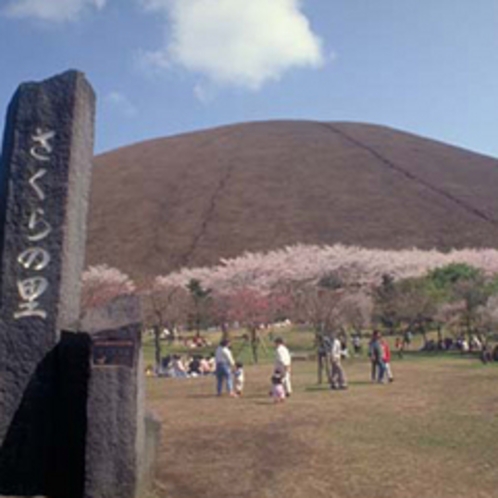 さくらの里の桜