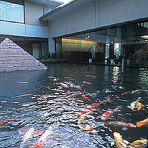 温泉を引いた池には鯉が泳いでいます