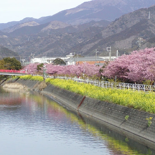 河津桜まつり