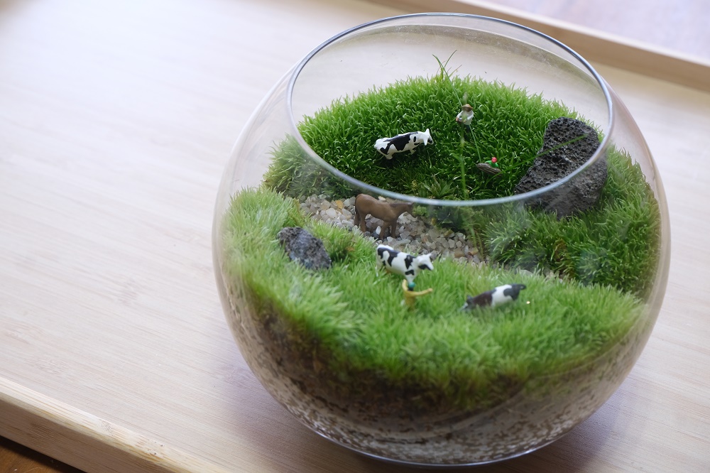 様々な苔インテリアの販売