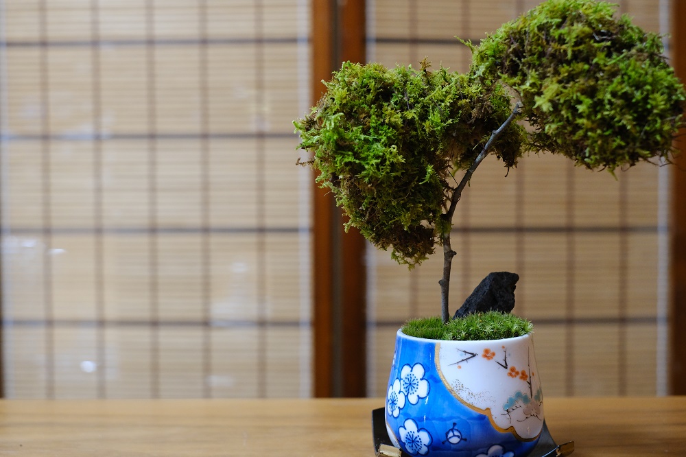 竹炭入りミニ苔盆栽体験