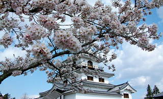 白石城桜まつり