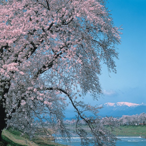 一目千本桜