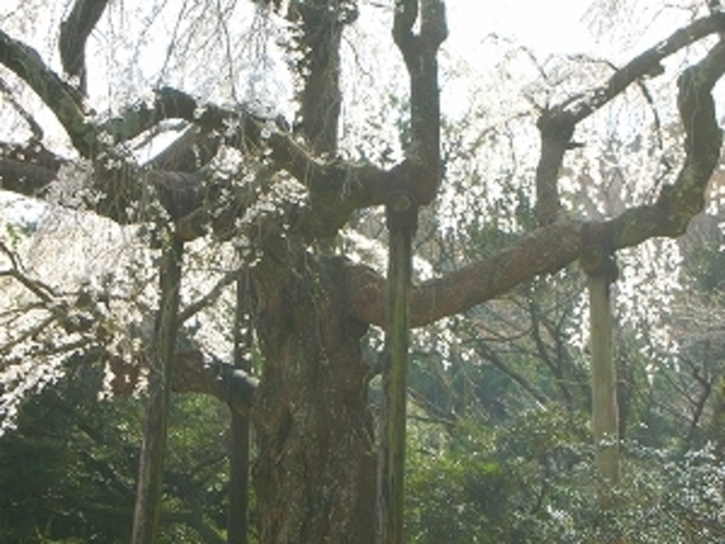 長興寺の枝垂桜