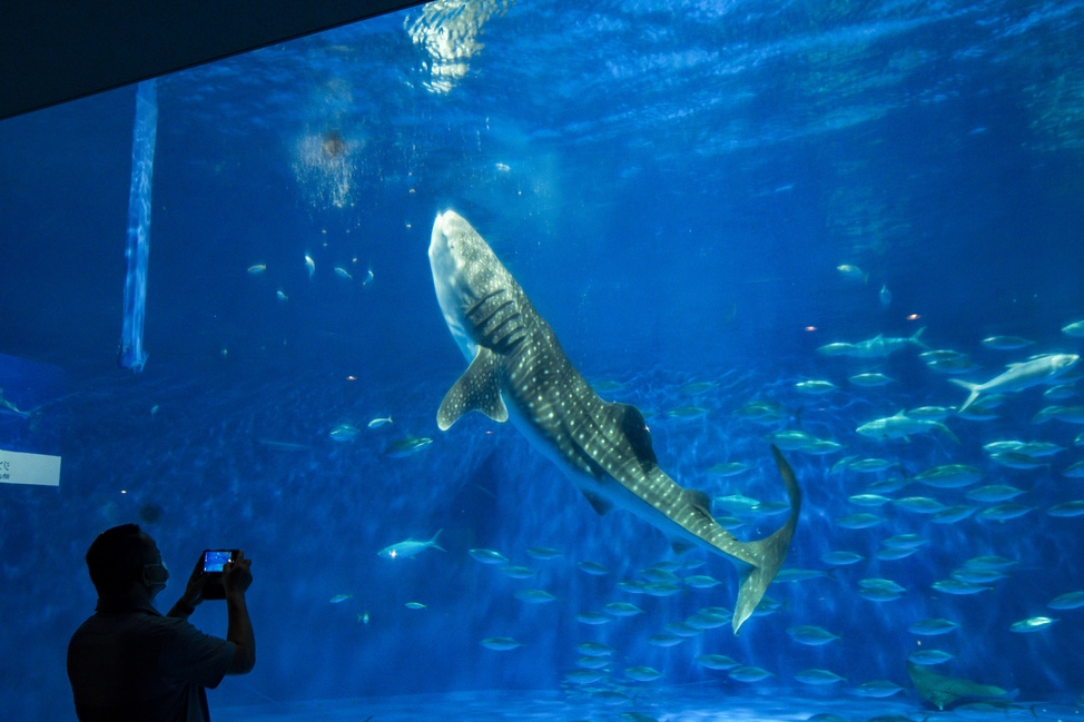 【家族で感動体験♪】全長5m超え！大迫力のジンベエザメに会える！かごしま水族館チケット付きプラン