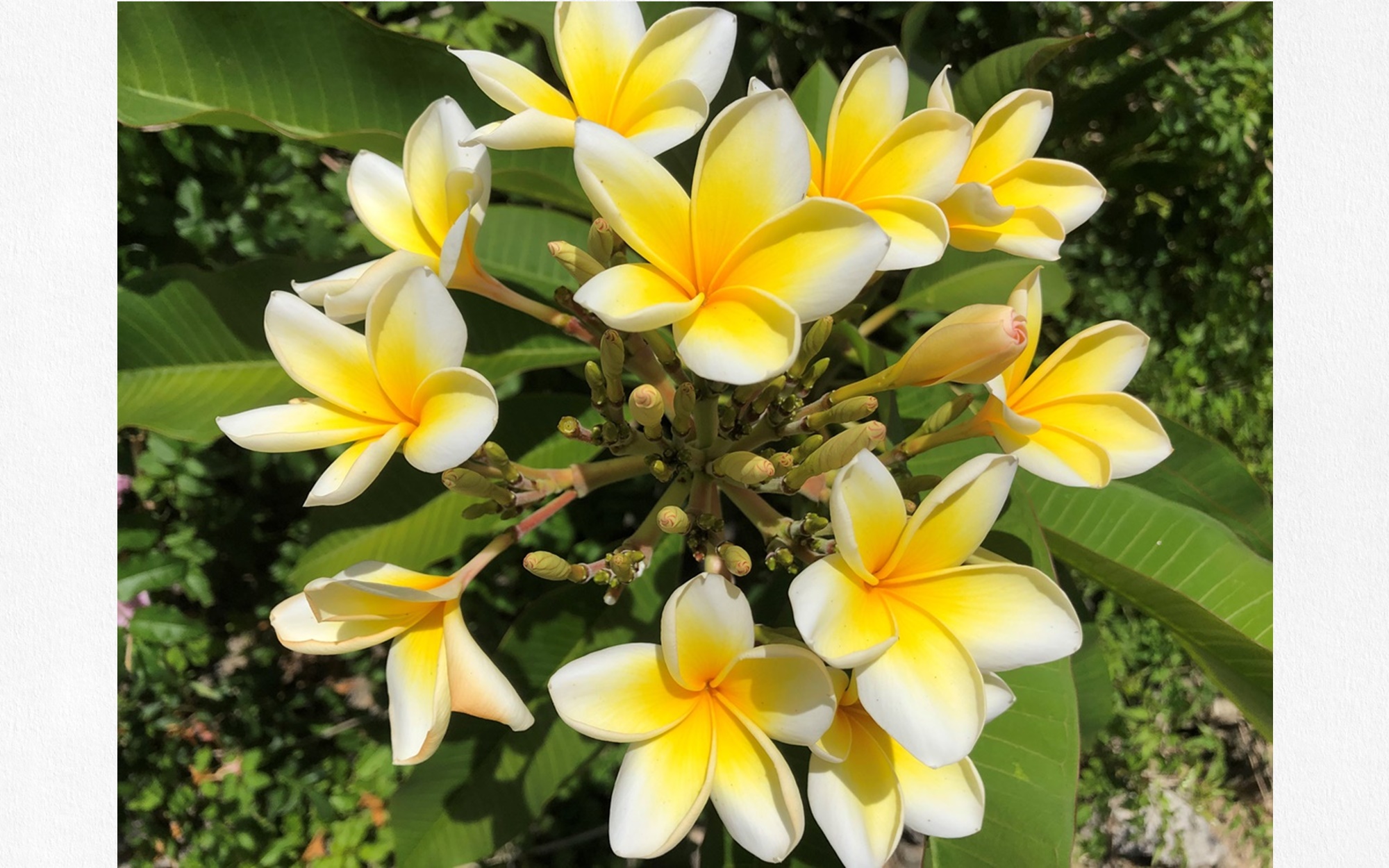 【プルメリア】太陽に負けない鮮やかさ！