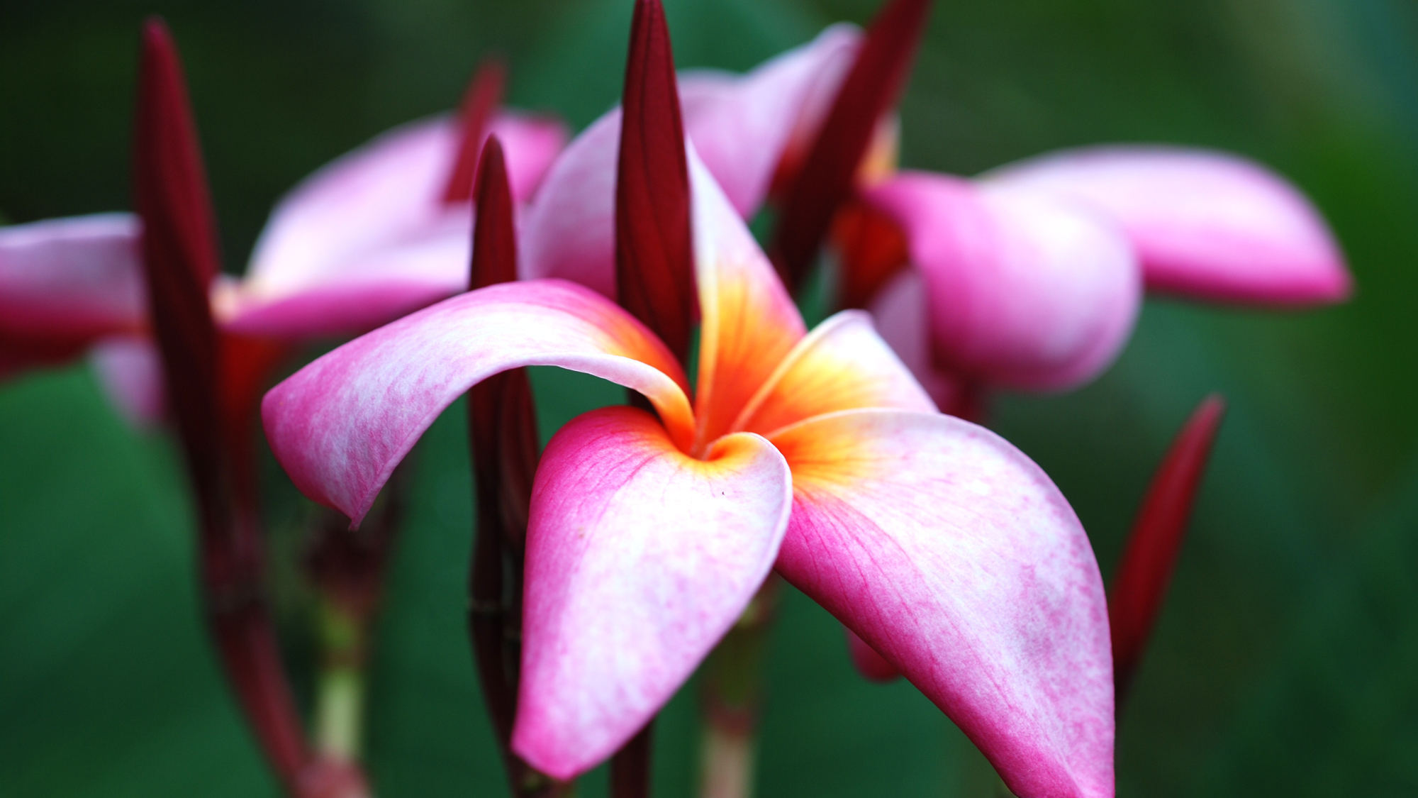 *お庭では、季節ごとに移ろう美しい花々が咲き誇ります。