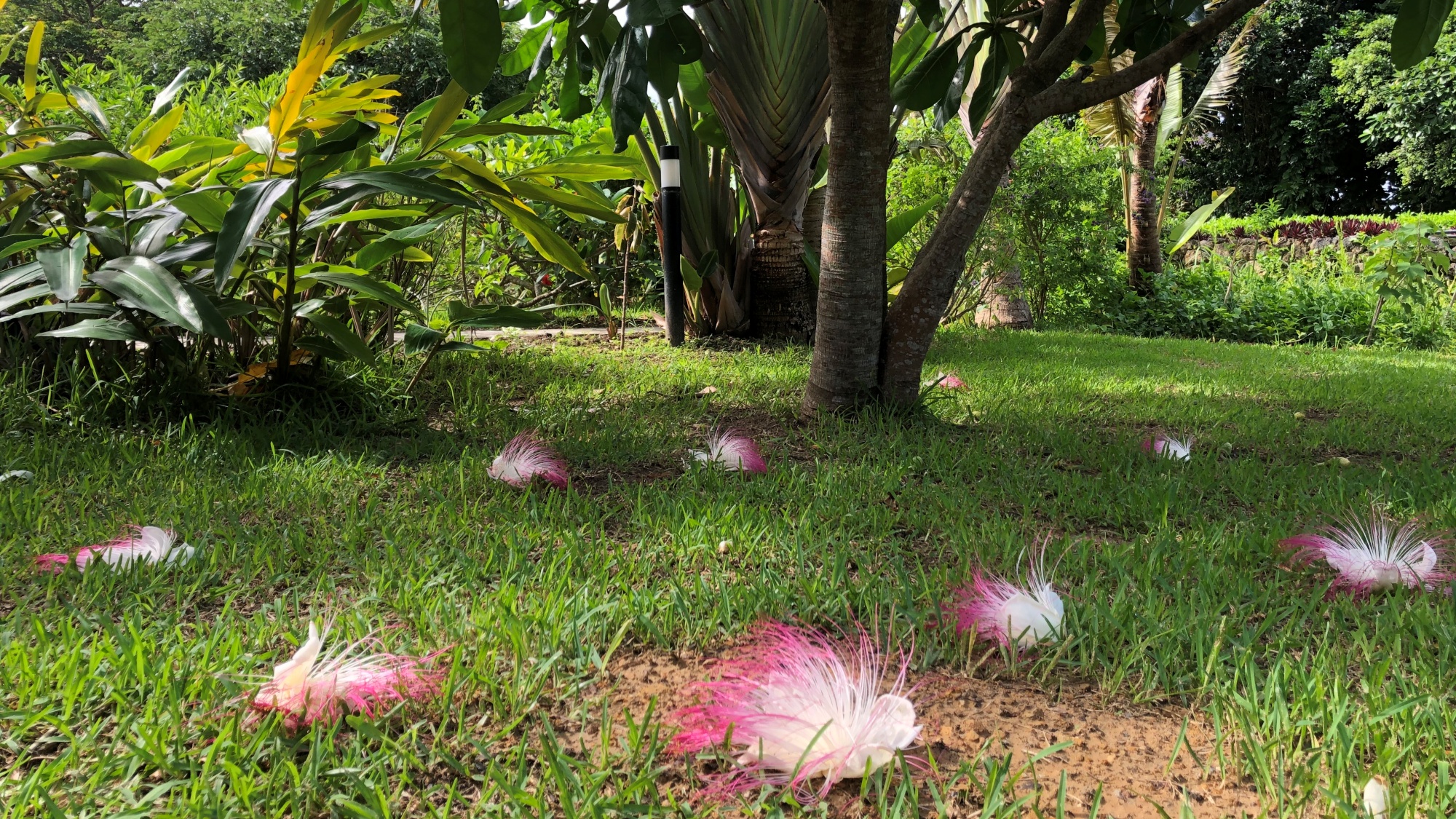 【ゴバンノアシ】夜咲いて朝には散る、一晩の儚い美しさ。花のシーズンは、春～初夏です。