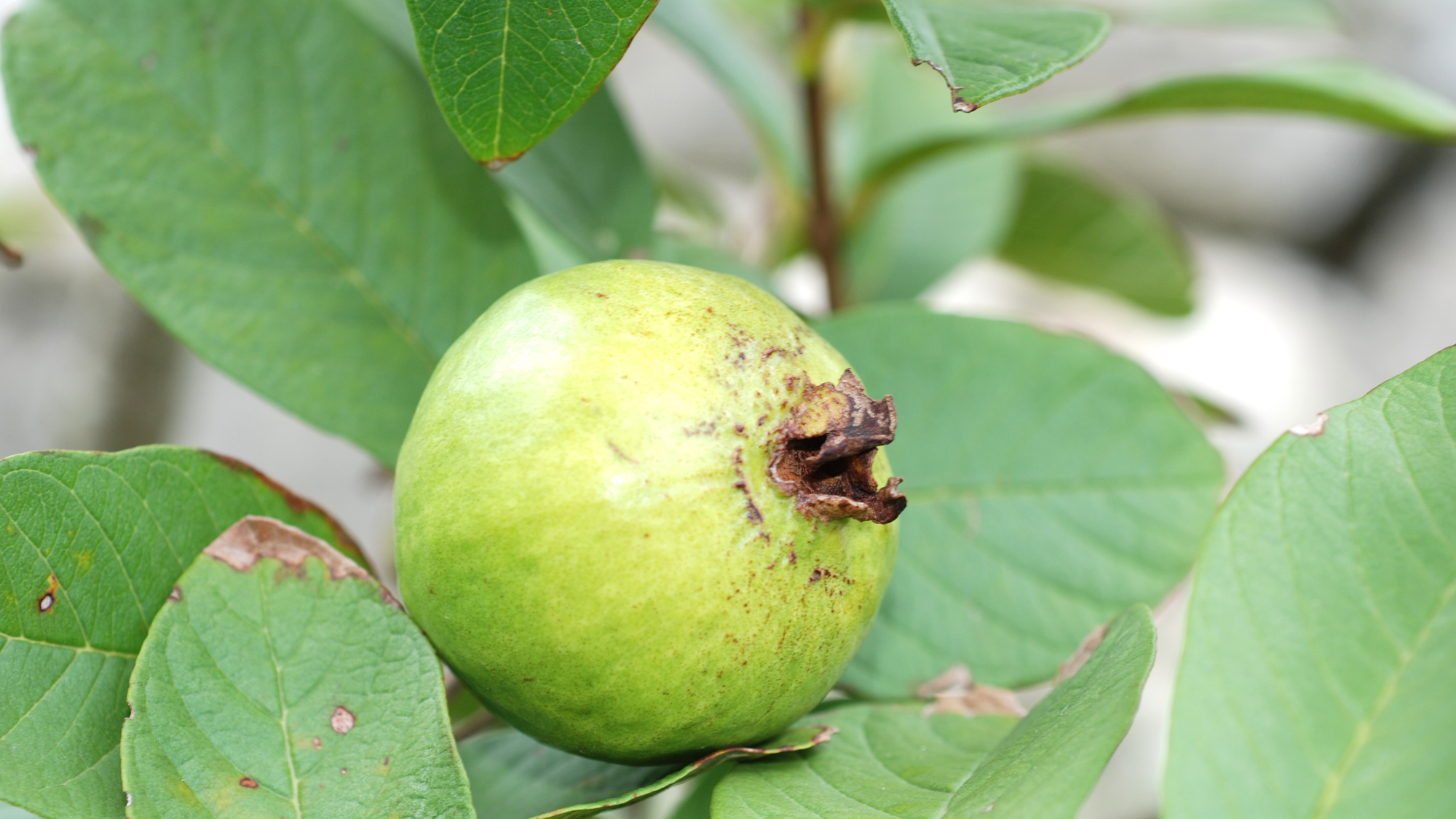 *ジュースでもお馴染み！ビタミンCが豊富に含まれています。