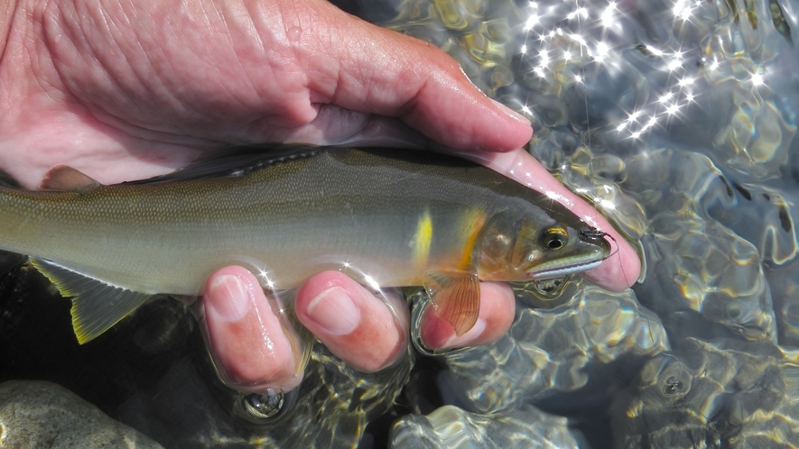 鮎釣りプラン